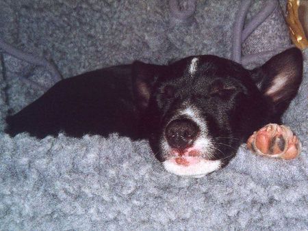 Basenji