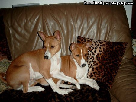 Basenji Hunde Foto 3731 Basenji Unsere zwei Mädels Movie + Rainbow