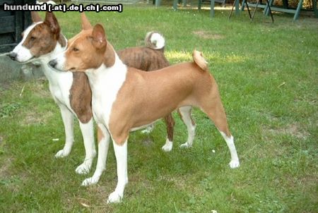 Basenji Hunde Foto 7173 Basenji Escapade´s Bravo out of Africa + Over the Rainbow out of Africa Vater und Mutter unseres Zwingers: African Rainbows