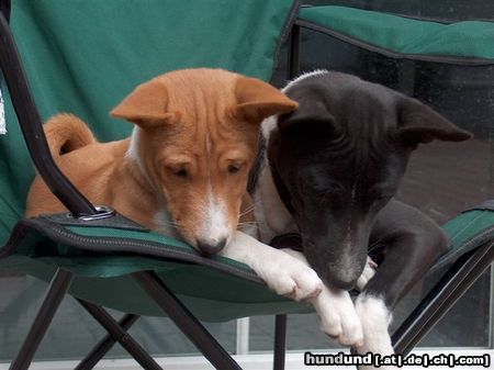 Basenji Hunde Foto 20377 in höherer Auflösung ansehen Basenji Geschisterliebe