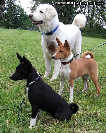 Basenji Hunde Foto 21189 in höherer Auflösung ansehen Basenji Cleo, Cana und Jana