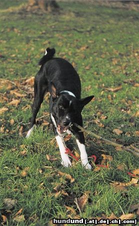 Basenji Hunde Foto 17884 in höherer Auflösung ansehen Basenji