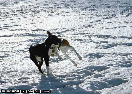 Basenji Hunde Foto 17337 in höherer Auflösung ansehen Basenji Hadiya und Tsula