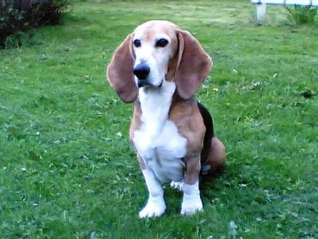 Basset Artésien-Normand Merlin