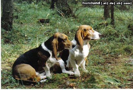 Basset Artésien-Normand Hunde Foto 19160 Basset Artésien-Normand