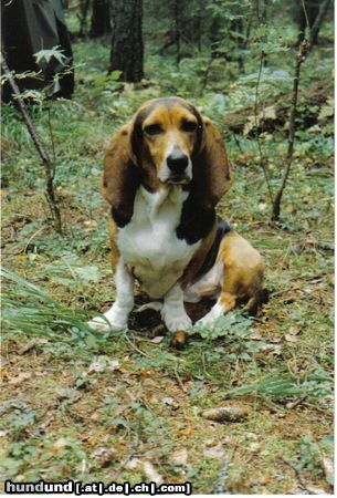 Basset Artésien-Normand