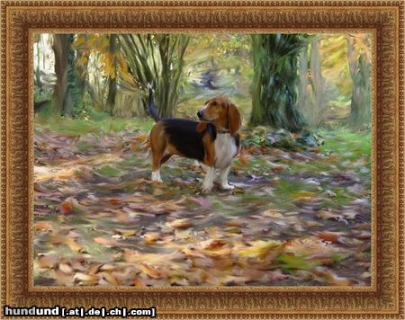 Basset Artésien-Normand Hunde Foto 17118 Basset Artésien-Normand Basset Artèsien Normand Foef