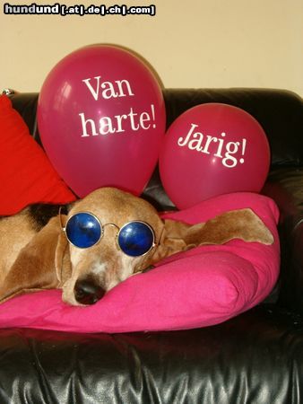 Basset Artésien-Normand Hunde Foto 4804 Basset Artésien-Normand Der Geburtstag meiner Saartje...