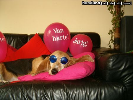 Basset Artésien-Normand Hunde Foto 4805 Basset Artésien-Normand Der Geburtstag meiner Saartje...