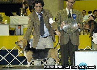 Basset Artésien-Normand Hunde Foto 17658 Basset Artésien-Normand World Winner 2004