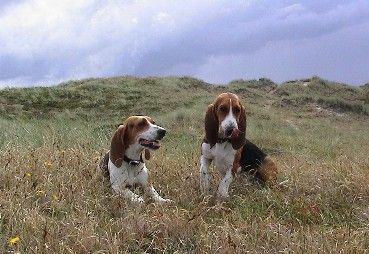 Basset Artésien-Normand