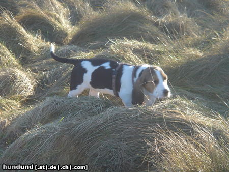 Basset Artésien-Normand http://www.facebook.com/Jette.Sylt