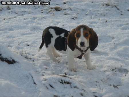 Basset Artésien-Normand http://www.facebook.com/Jette.Sylt