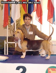 Basset Artésien-Normand Hunde Foto 3329 Basset Artésien-Normand Tammar du Petit Brail