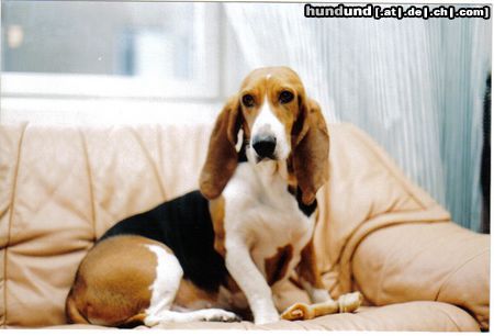 Basset Artésien-Normand Hunde Foto 19161 Basset Artésien-Normand