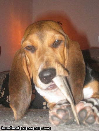Basset Artésien-Normand Hunde Foto 24891 in höherer Auflösung ansehen Basset Artésien-Normand