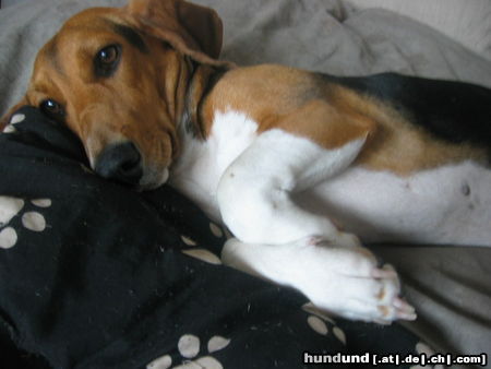 Basset Artésien-Normand Hunde Foto 24890 in höherer Auflösung ansehen Basset Artésien-Normand