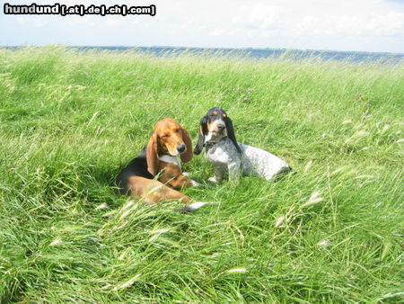 Basset Artésien-Normand