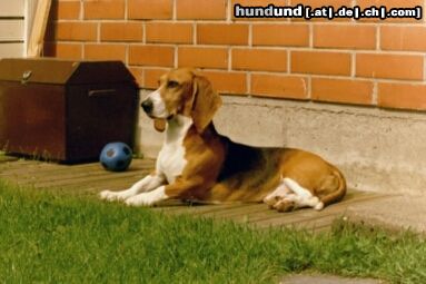 Basset Artésien-Normand Hunde Foto 11771 Basset Artésien-Normand Int&Fin&Est Ch Merlin de la Roche de l'Audrey