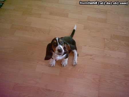 Basset Artésien-Normand Hunde Foto 22716 Basset Artésien-Normand Wendy, 7 Wo
