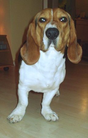 Basset Artésien-Normand Hunde Foto 36014 in höherer Auflösung ansehen Basset Artésien-Normand Das ist unser Paule!