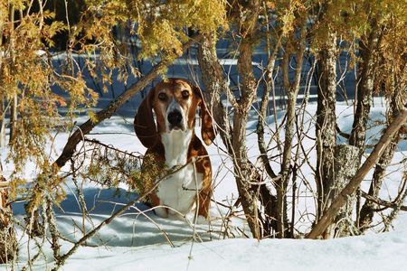 Basset Artésien-Normand Merlin