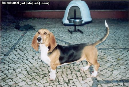 Basset Artésien-Normand Hunde Foto 3525 Basset Artésien-Normand Tammar du Petit Brail