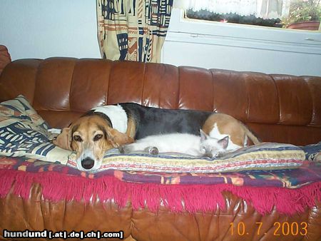 Basset Artésien-Normand Hunde Foto 25395 Basset Artésien-Normand Luise vom Rittergut Freihagen und Xavier zur Rigelfeste Mittagsschlaf