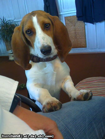 Basset Artésien-Normand Hunde Foto 45058 Basset Artésien-Normand http://www.facebook.com/Jette.Sylt