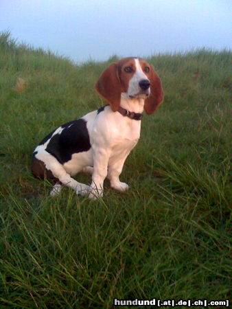 Basset Artésien-Normand Hunde Foto 45059 Basset Artésien-Normand http://www.facebook.com/Jette.Sylt