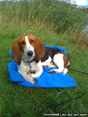 Basset Artésien-Normand Hunde Foto 45060 Basset Artésien-Normand http://www.facebook.com/Jette.Sylt
