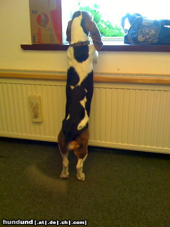 Basset Artésien-Normand Hunde Foto 45061 Basset Artésien-Normand http://www.facebook.com/Jette.Sylt