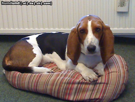 Basset Artésien-Normand Hunde Foto 45057 Basset Artésien-Normand http://www.facebook.com/Jette.Sylt