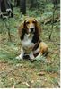 Basset Artésien-Normand Hund