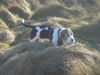 Basset Artésien-Normand Hund