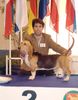 Basset Artésien-Normand Hund