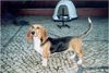 Basset Artésien-Normand Hund