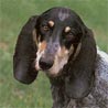 Basset Bleu de Gascogne