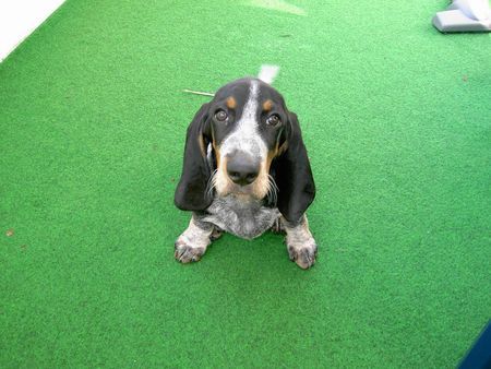 Basset Bleu de Gascogne Hunde Foto 28723 Basset Bleu de Gascogne Akko
