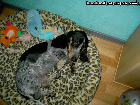 Basset Bleu de Gascogne Akko