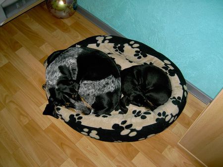 Basset Bleu de Gascogne Akko und Sandy