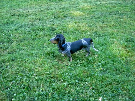 Basset Bleu de Gascogne Akko 