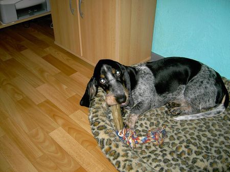 Basset Bleu de Gascogne Akko 