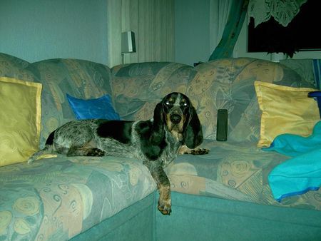 Basset Bleu de Gascogne Hunde Foto 30436 Basset Bleu de Gascogne Akko