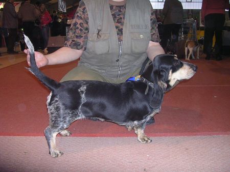 Basset Bleu de Gascogne Annika vom Forsthaus Ostertal