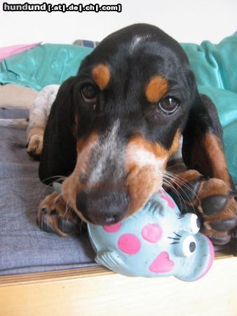 Basset Bleu de Gascogne