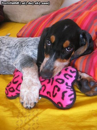 Basset Bleu de Gascogne