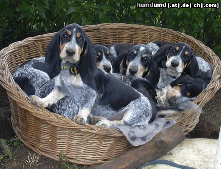 Basset Bleu de Gascogne Wurf 12 Wochen alt