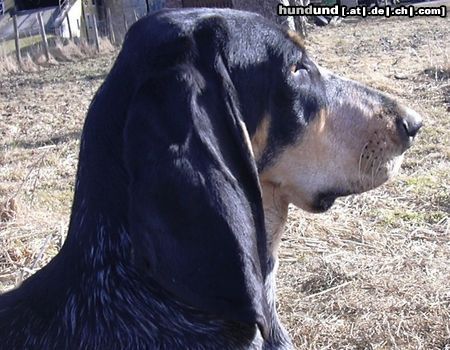 Basset Bleu de Gascogne Kopfstudie