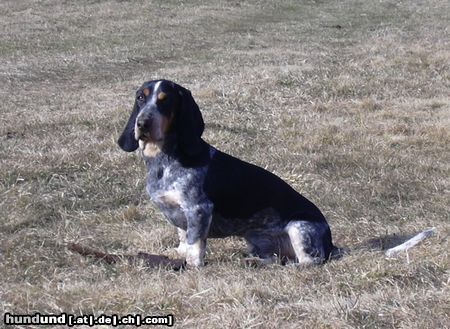 Basset Bleu de Gascogne Kopfstudie